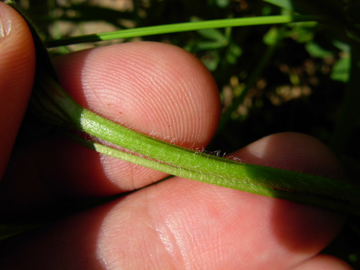 Trifolium squamosum L.